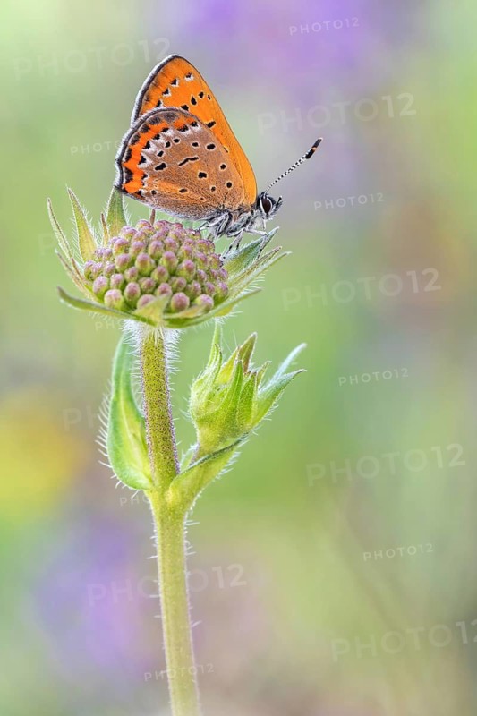Der Blauschillernde Feuerfalter (Lycaena helle)
