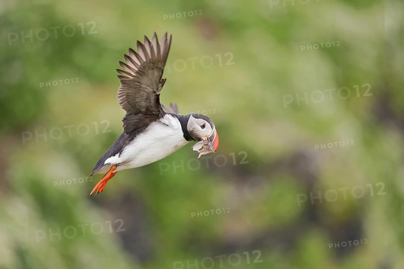 Atlantic Puffin (Fratercula arctica) flying with sandeels in beak, Iceland