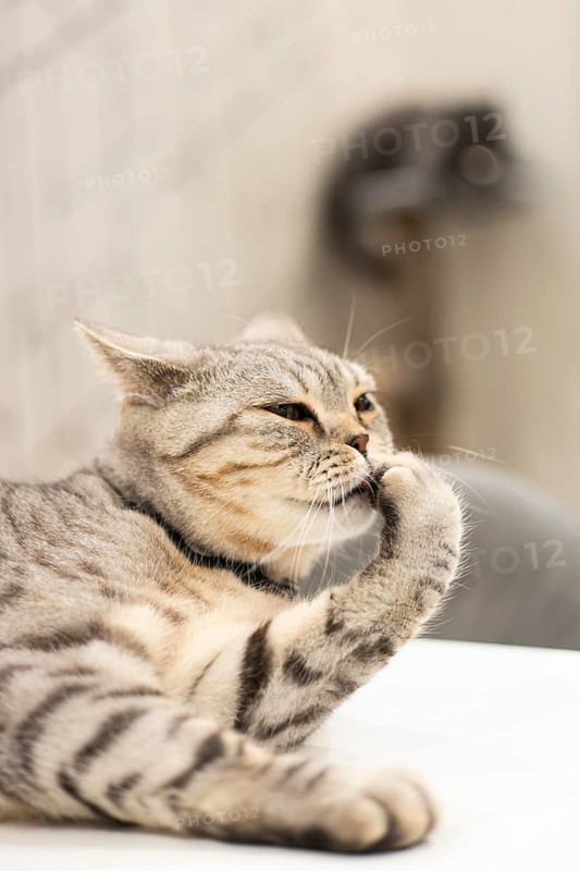 A British Shorthair cat, distinguished by its unique folded ears, is captured grooming its paw in a cozy home setting, highlighting its striped fur and calm demeanor