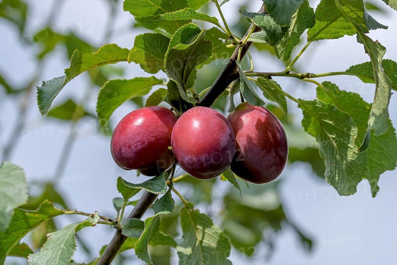 Plum (Prunus domestica 'Spilling'),  Austria