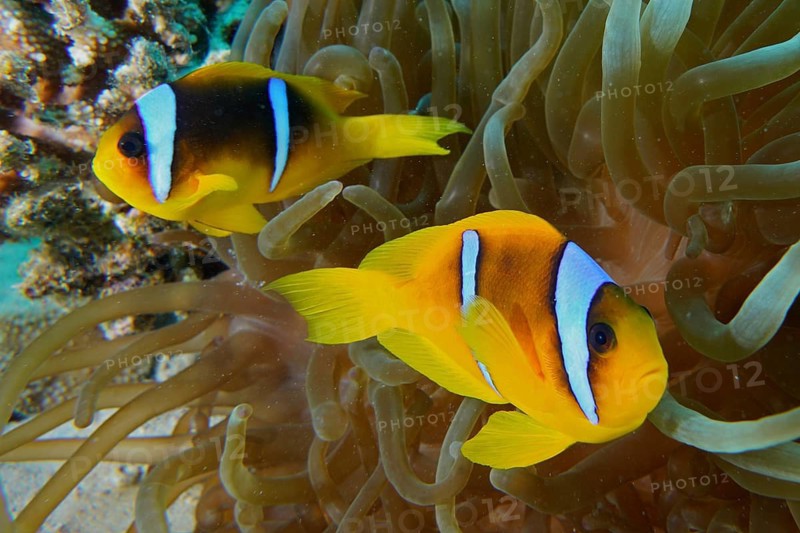 Red sea anemonefish (Amphiprion bicinctus)