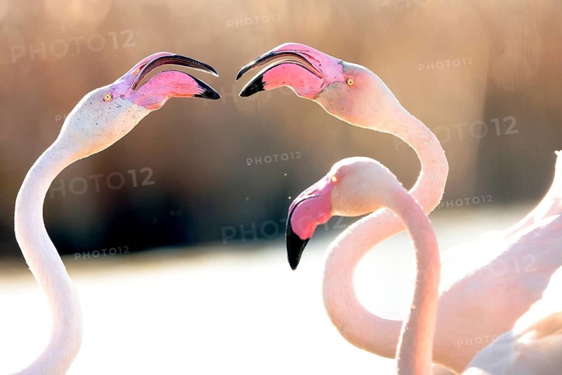 An enchanting image capturing pink flamingos mid nuptial display, set against a soft, glowing backdrop in the French Camargue, showcasing their vibrant plumage and unique behaviors