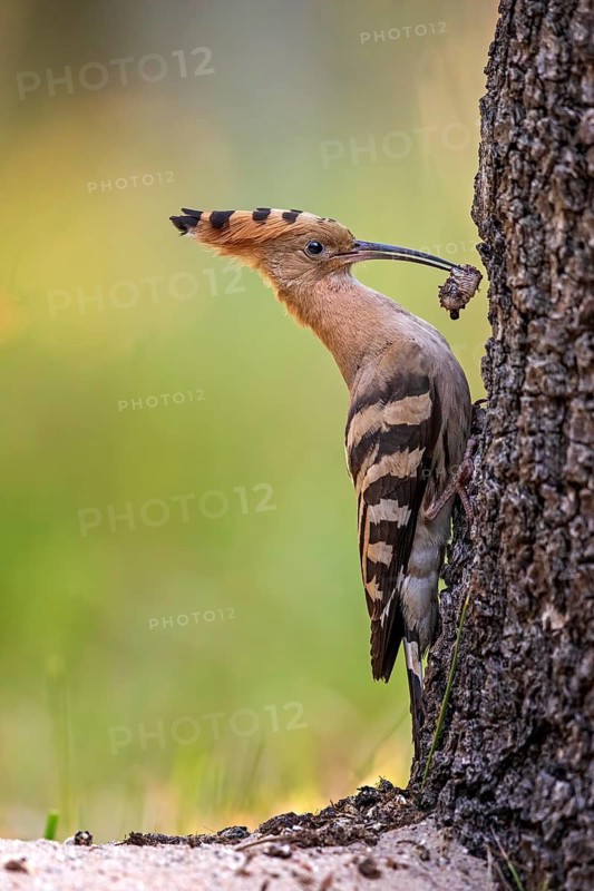 Eurasian Hoopoe (Upupa epops) with insect in beak, Saxony-Anhalt, Germany