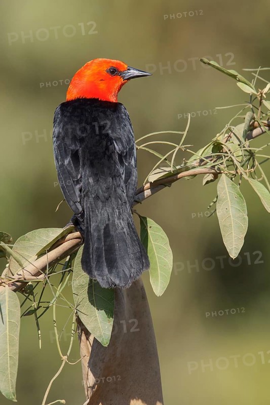 Scarlet-headed Blackbird (Amblyramphus holosericeus) perched on a branch in the Pantanal region of Brazil
