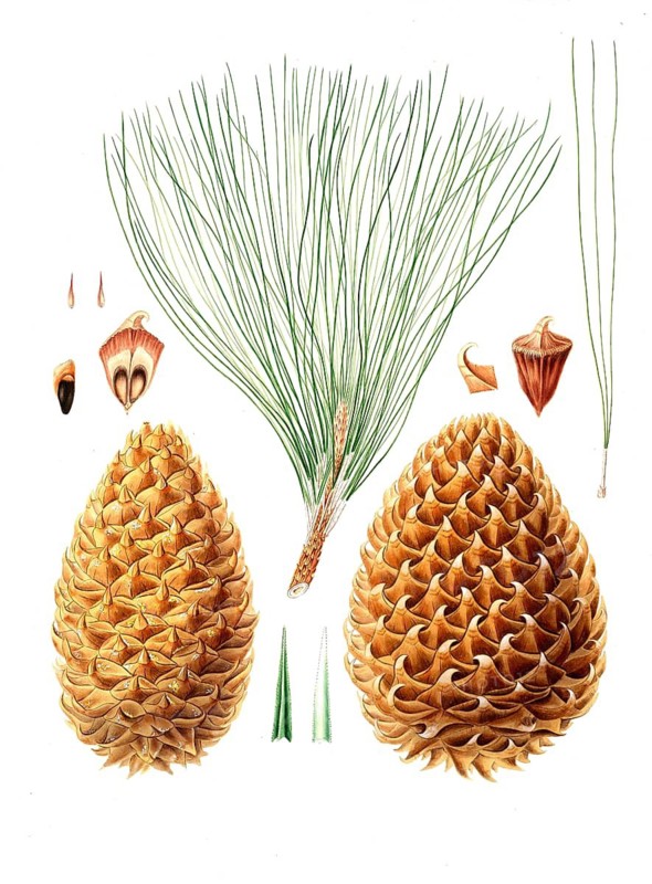 Digger pine or Sabine's pine, Pinus sabiniana, Great prickly-coned pine, towani pine, foothill pine, grey pine, ghost pine, tree, digitally enhanced reproduction of an original by Aylmer Bourke Lambert (1761 - 1842), English botanist, published around 1810