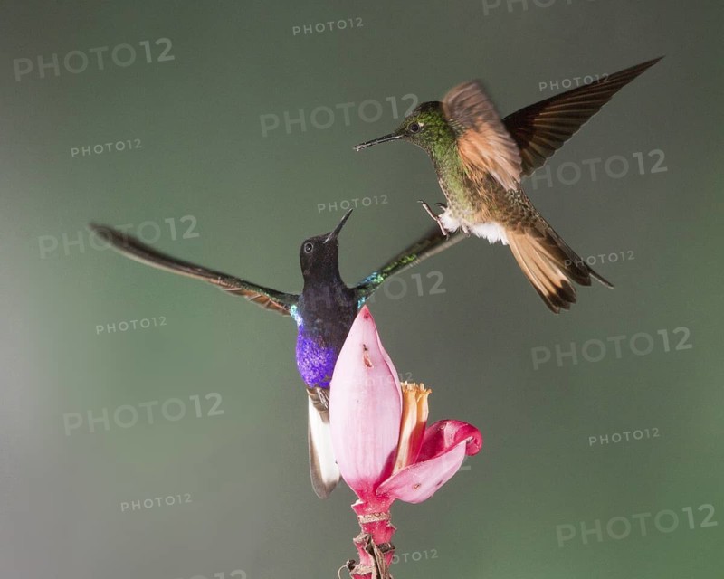 A Velvet-purple Coronet (left) and a Buff-tailed Coronet fight over a prized banana flower. In this image, the final of the sequence the Velvet-purple Coronet has supplanted the Buff-tailed Coronet on the flower and the Buff-tailed Coronet is about to fly away