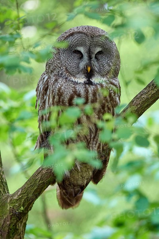 Bearded owl (Strix nebulosa), sitting asleep on a branch, surrounded by green leaves, in a natural, quiet forest ambience