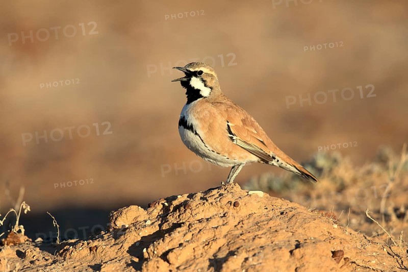 Cinnamon Quail-thrush (Cinclosoma cinnamomeum) male singing, South Australia, Australia