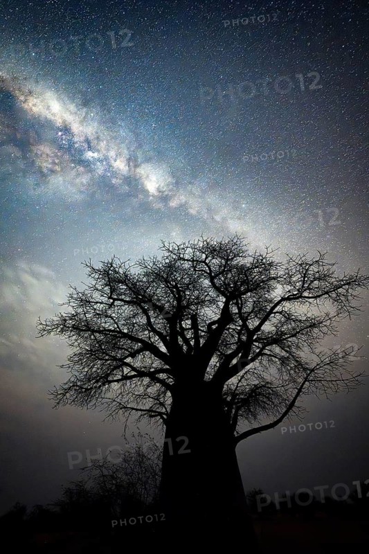 African baobab (Adansonia digitata), starry sky at night with the Milky Way, Nxai Pan National Park, Botswana