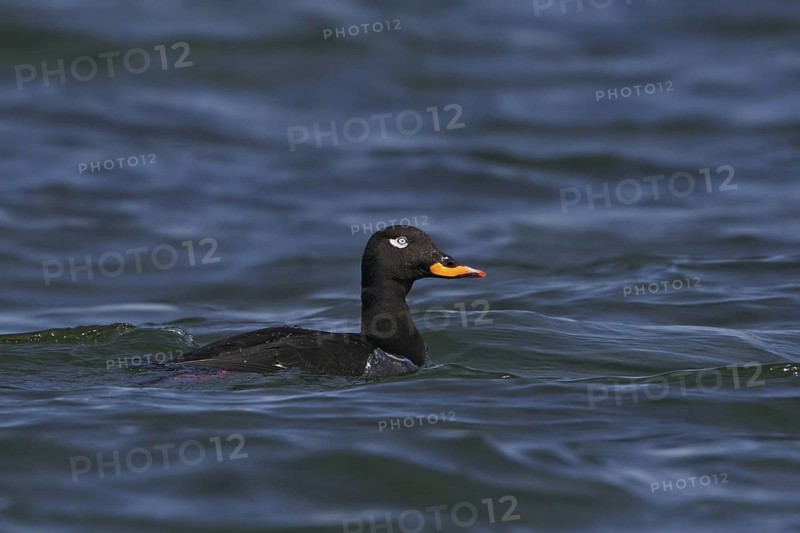 Velvet Scoter (Melanitta fusca) male, Gotland, Sweden
