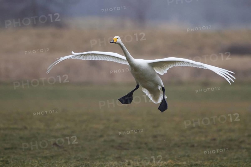 Whooper Swan (Cygnus cygnus) flying, North Rhine-Westphalia, Germany