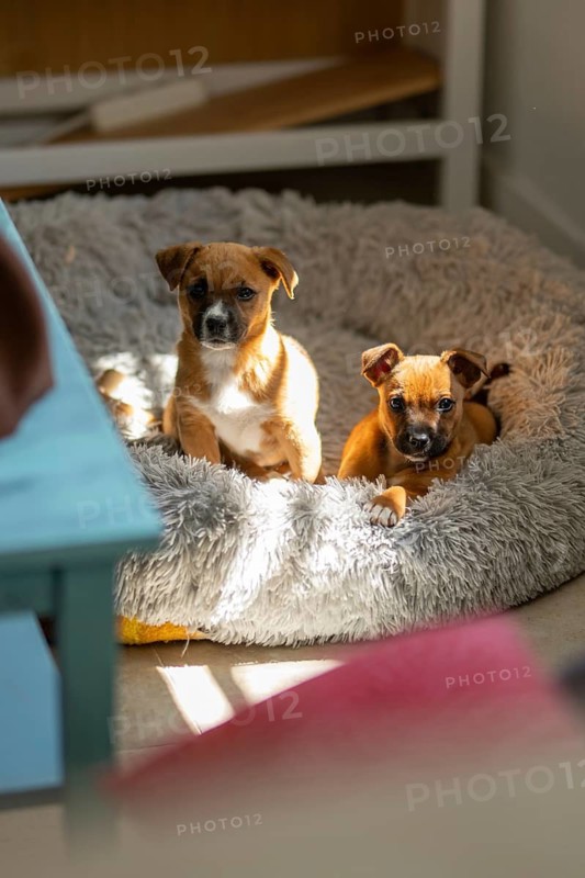 Two cute puppies relax in a soft, fluffy pet bed, basking in warm sunlight at home. Their curious eyes and content expressions create a heartwarming scene of comfort and companionship