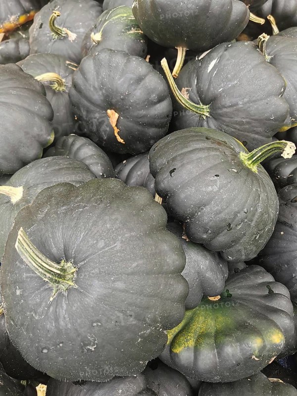 Pile of unusual dark green to black pumpkins (cucurbita), Brandenburg