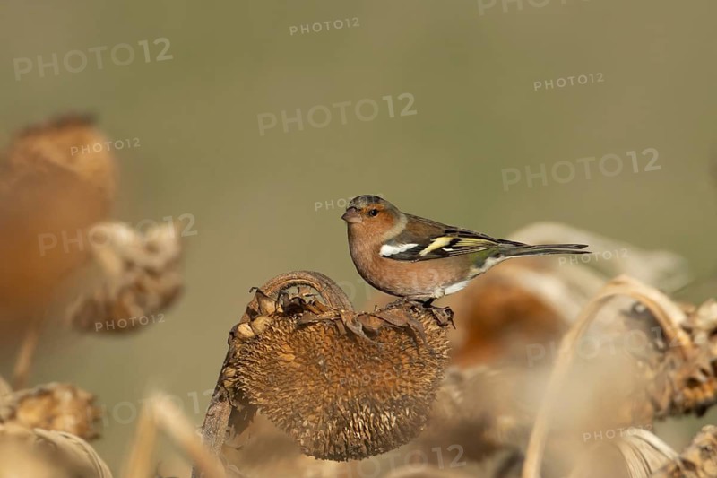 Eurasian chaffinch (Fringilla coelebs) adult male garden bird on a sunflower seedhead in a wildflower area in winter, England, United Kingdom