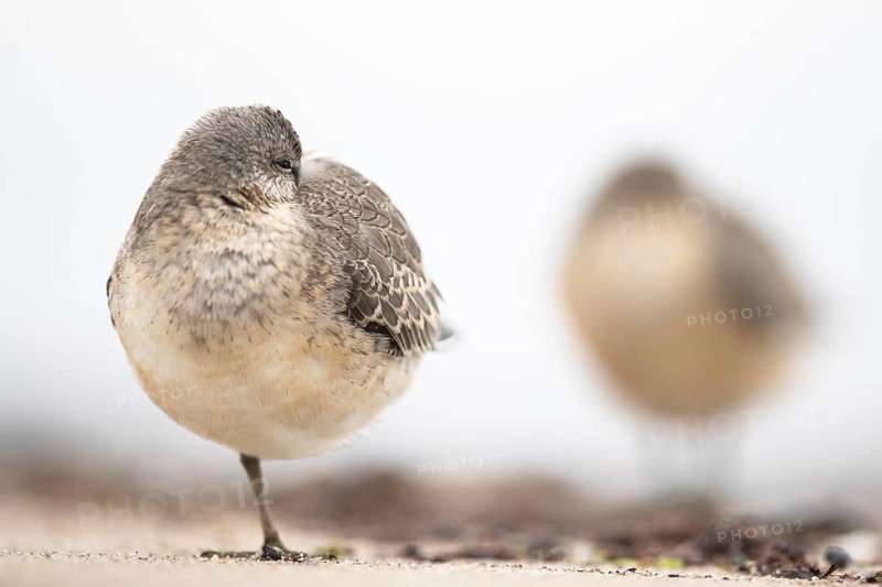 Red Knot (Calidris canutus) resting on shoreline, Mecklenburg-Western Pomerania, Germany