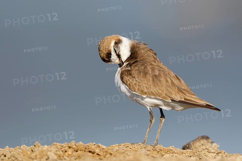 Kentish Plover (Charadrius alexandrinus) male preening, Lesvos, Greece
