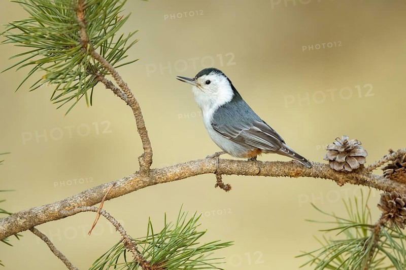 White-breasted Nuthatch (Sitta carolinensis) perched on a conifer branch, Colorado, USA