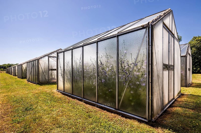 Chicory (Cichorium intybus) in mini-greenhouses at the Leibniz Institute of Plant Genetics and Crop Plant Research IPK Gatersleben, Seeland, Saxony-Anhalt, Germany