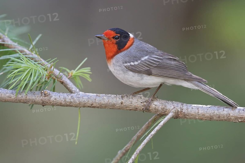 Red-faced Warbler (Cardellina rubrifrons) perched on a branch in southern Arizona, USA