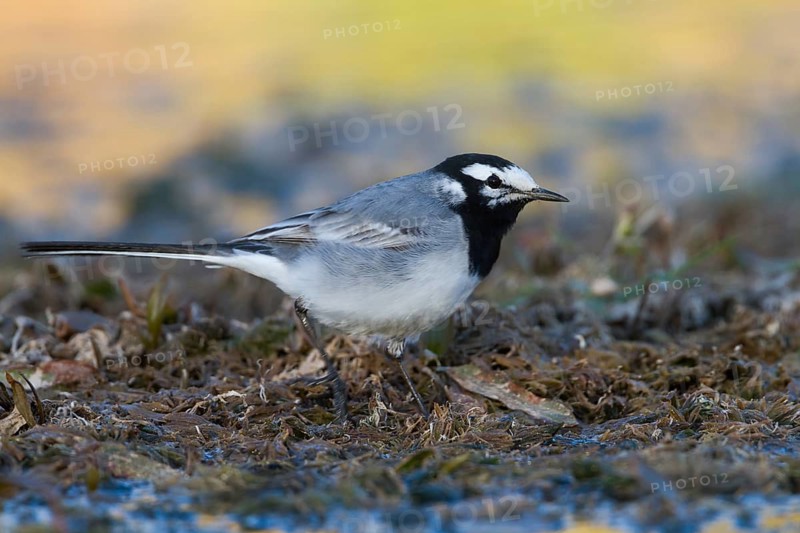 Moroccon Wagtail - Bachstelze - Motacilla alba ssp. subpersonata, Morocco