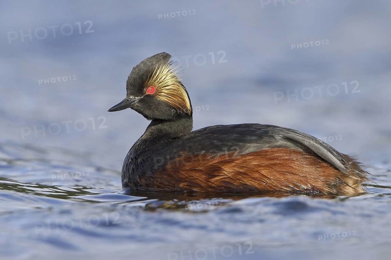 Black-necked Grebe (Podiceps nigricollis), British Columbia, Canada