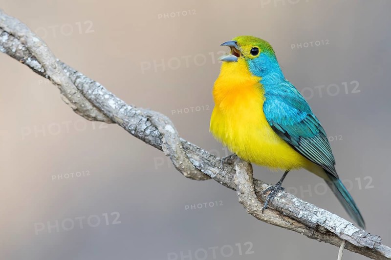 Orange-breasted Bunting (Passerina leclancherii) perched on a branch in Oaxaca, Mexico