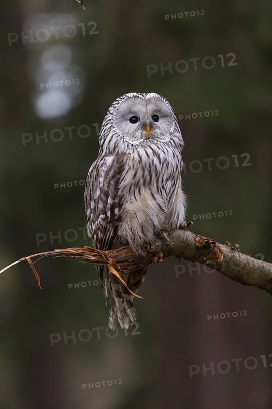 One Ural owl (Strix uralensis) sitting on a branch of a tree in a forest