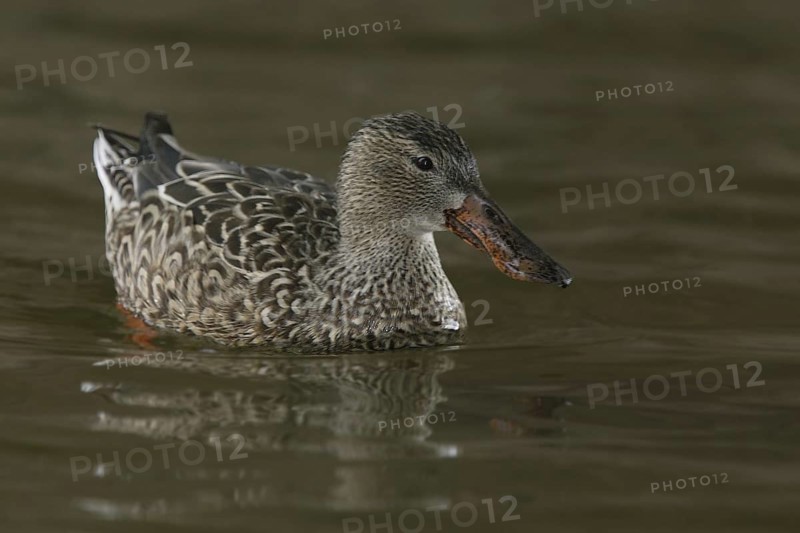 Northern Shoveler (Spatula clypeata) female, Arizona, USA