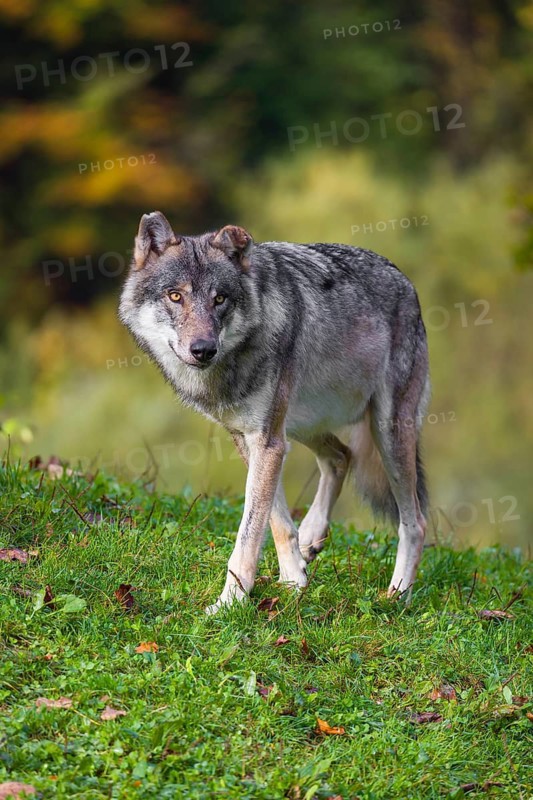 A eurasian gray wolf (Canis lupus lupus) stands on a meadow on a hill with a colourful foliage in the background