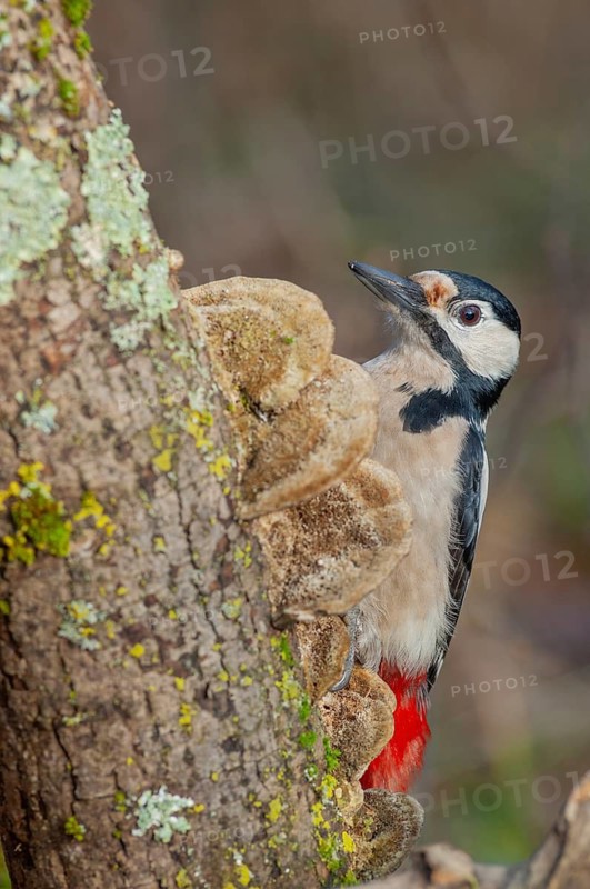 A bird with red and black feathers sits on a branch. Great woodpecker (Dendrocopos major) . Lower Rhine, Alsace, France