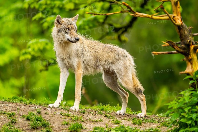 Eurasian wolf (Canis lupus lupus) in a forest, Austria