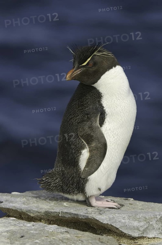Southern Rockhopper Penguin (Eudyptes chrysocome), Falkland Islands