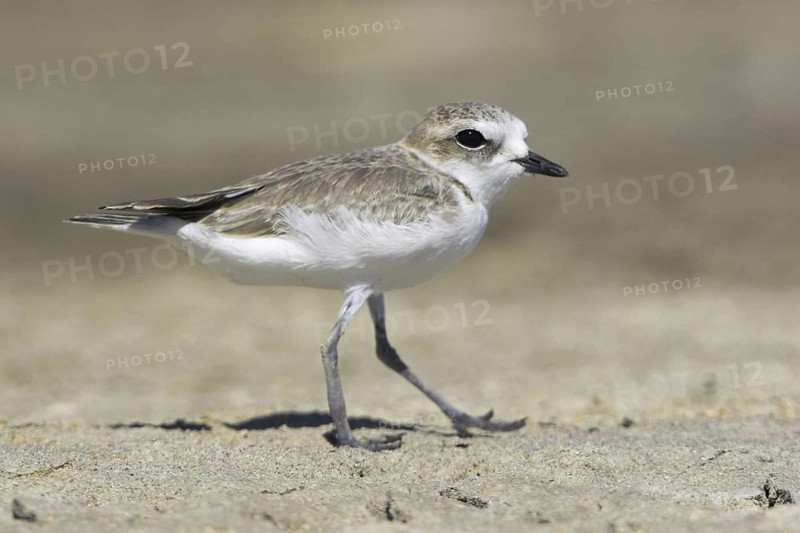 Snowy Plover (Charadrius nivosus), Oregon, USA