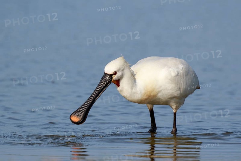 Eurasian Spoonbill (Platalea leucorodia) foraging in shallow water, Netherlands