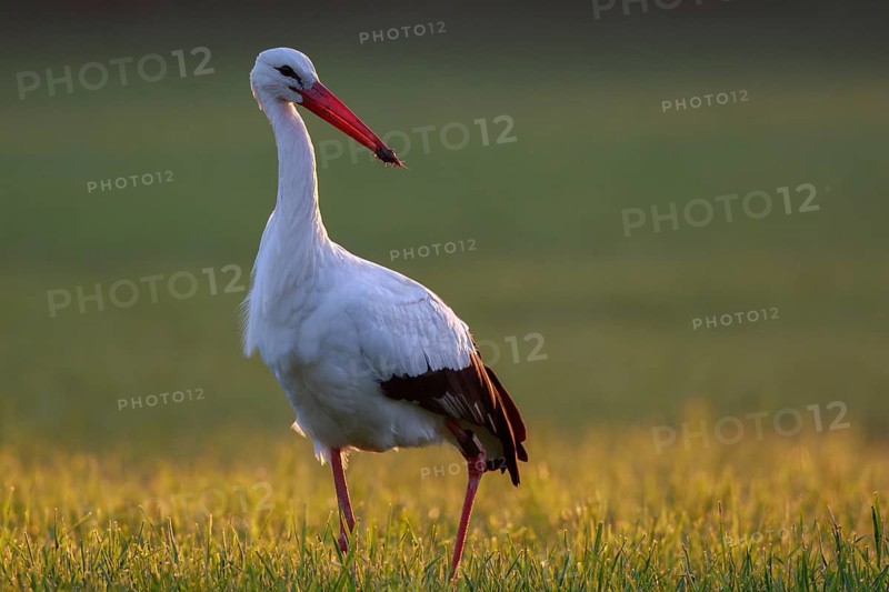 White Stork (Ciconia ciconia) foraging, North Rhine-Westphalia, Germany