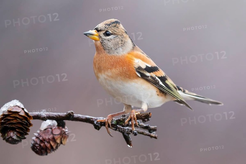 Brambling (Fringilla montifringilla) male perched on a branch, Lower Saxony, Germany
