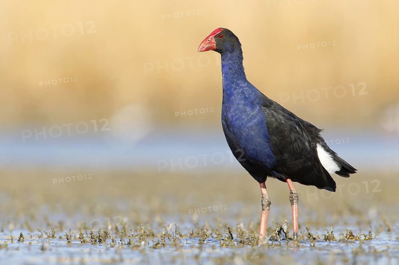 Australasian Swamphen (Porphyrio melanotus melanotus), Victoria, Australia