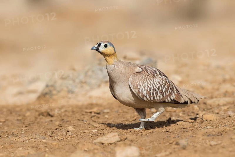 Crowned Sandgrouse (Pterocles coronatus) male, Negev, Israel