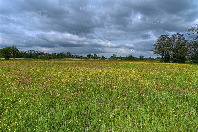 Meadow landscape with various wild flowers, Schrobenhausen, Upper Bavaria Germany