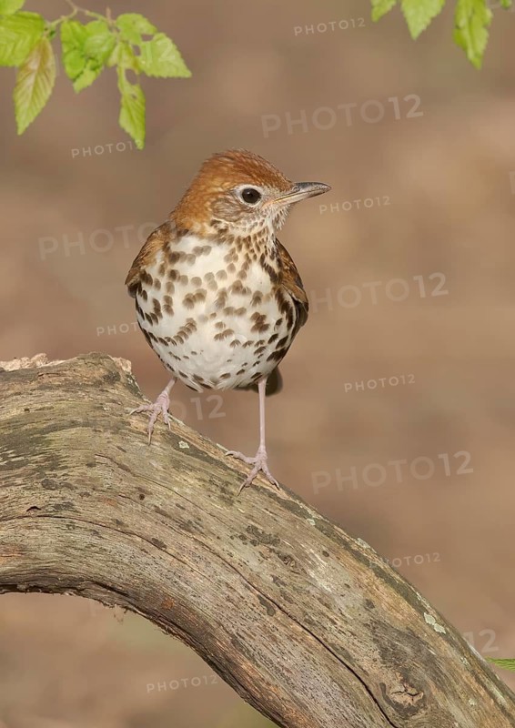 Wood Thrush (Hylocichla mustelina) perched on a log, Texas, USA