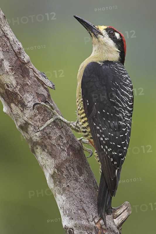 Black-cheeked Woodpecker (Melanerpes pucherani), Costa Rica
