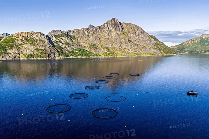Aerial view of a salmon farm, aquaculture in the Mefjord on Senja island, Senja, Norway