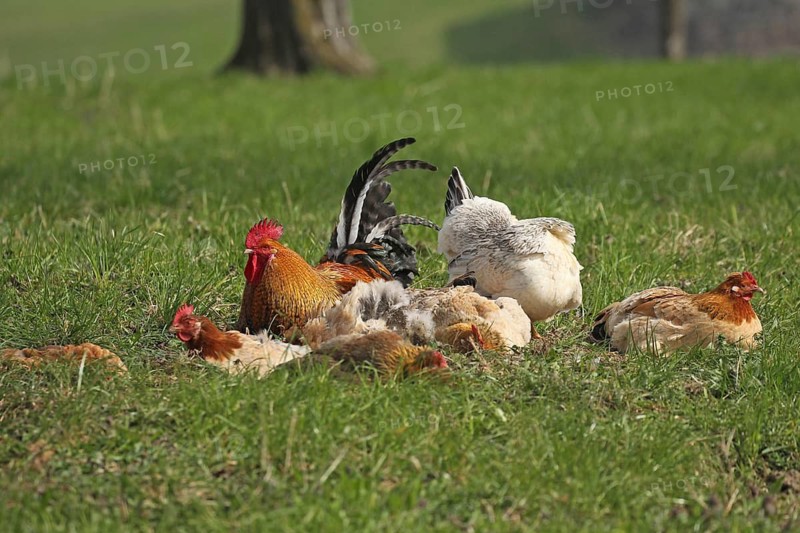 Domestic chicken (Gallus gallus domesticus) organic farming, free-range chickens and rooster sandbathing in the meadow, Lower Austria, Austria, Lower Austria, Austria