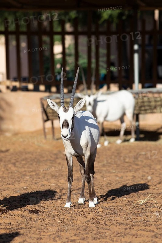 Arabian oryx (Oryx leucoryx) in the Arabian Oryx Camp, Wahiba Sands desert or Rimal Al Wahiba or Sharqiyya Sands, Janub ash-Sharqiyya region, Oman