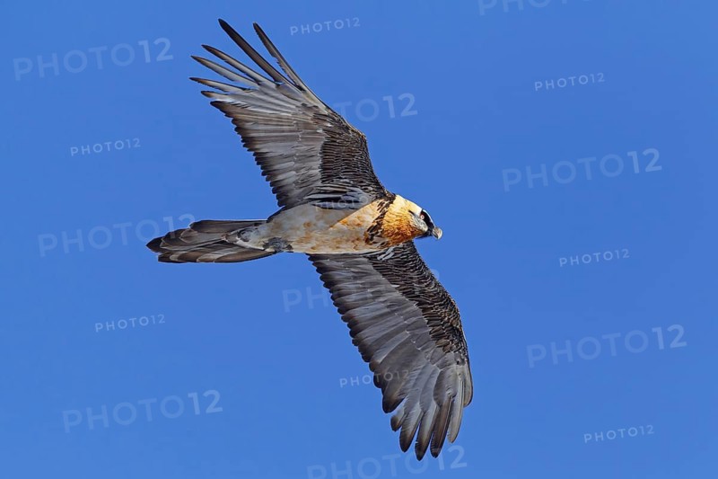 Bearded Vulture (Gypaetus barbatus) flying, Valais, Switzerland
