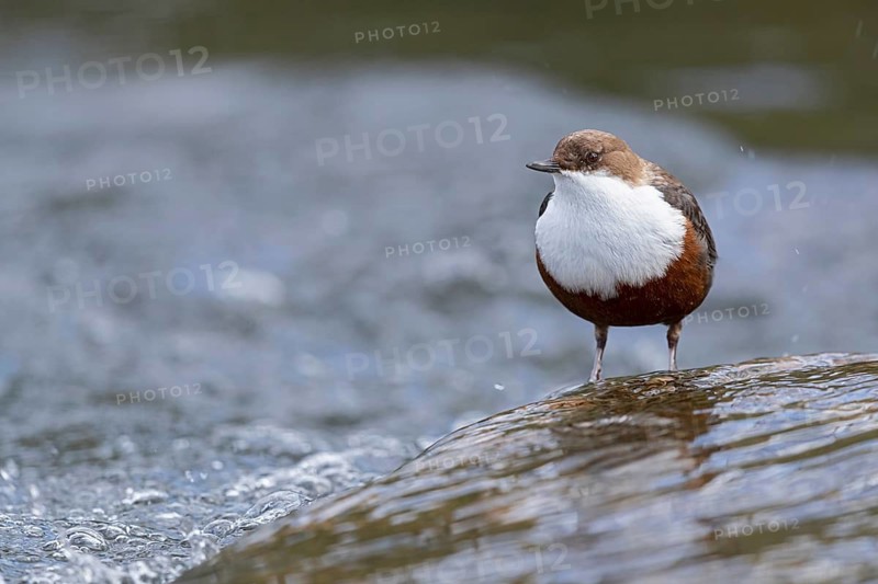 White-throated Dipper (Cinclus cinclus), Baden-Wuerttemberg, Germany