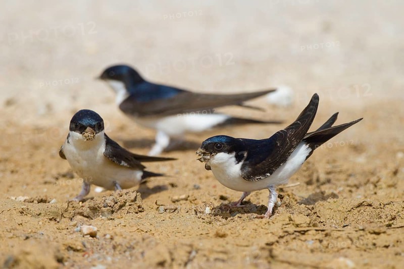 Common House Martin (Delichon urbicum), Greece