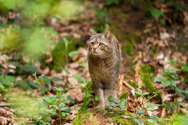 European wildcat (Felis silvestris silvestris) standing in a forest, Bavaria, Germany