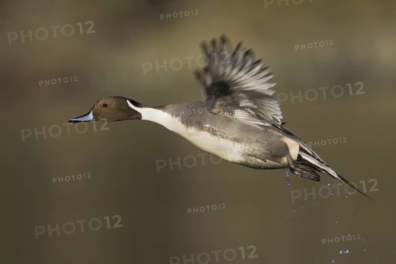 Northern Pintail (Anas acuta) male flying, British Columbia, Canada