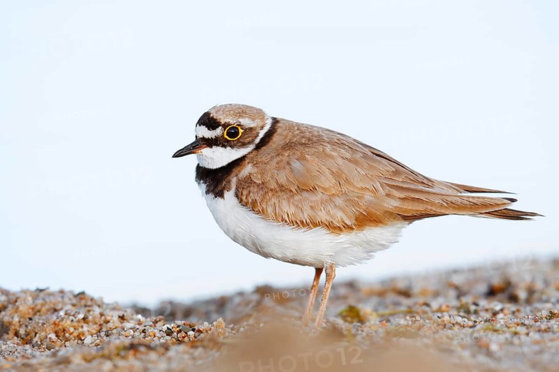 Little Ringed Plover (Charadrius dubius), North Rhine-Westphalia, Germany